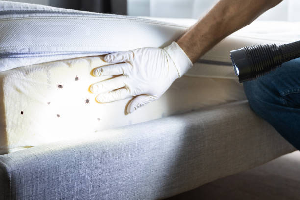 Best Termite Control Services  in Mastic, NY