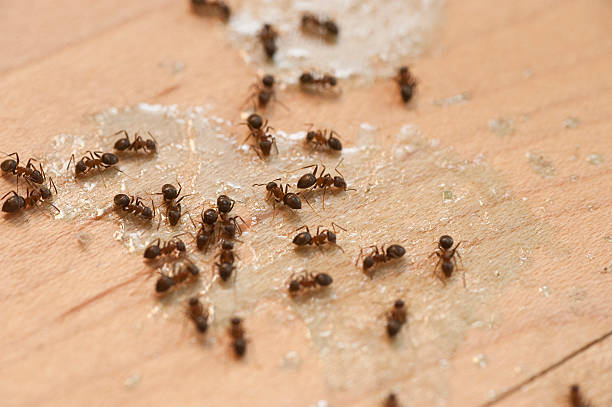 Wasp Removal Services in Mastic, NY