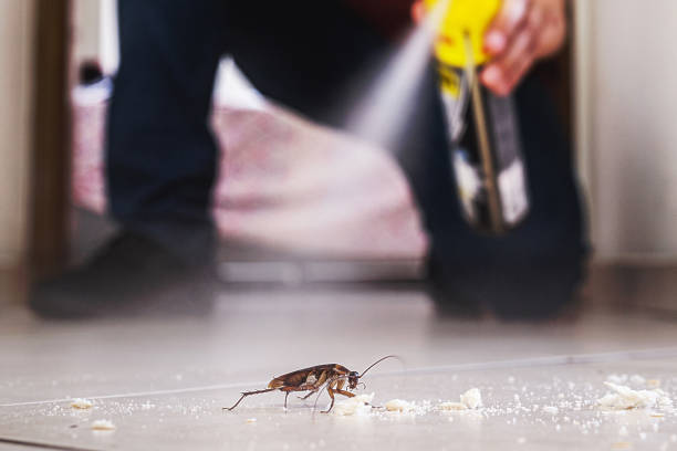 Trusted Mastic, NY Pest Control Experts